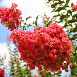 Red Crape Myrtle Plant 8-10 inches - Vibrant Red Blooms