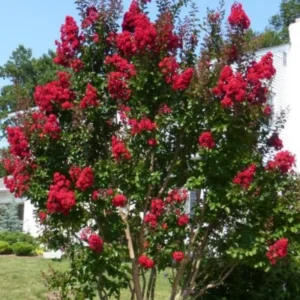 Red Crape Myrtle Plant 8-10 inches - Vibrant Red Blooms