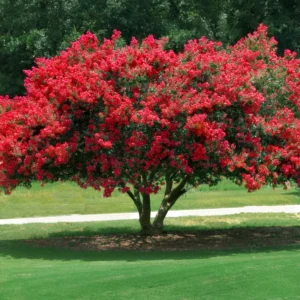 Red Crape Myrtle Plant 8-10 inches - Vibrant Red Blooms