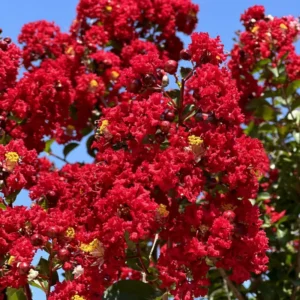 Red Crape Myrtle Plant 8-10 inches - Vibrant Red Blooms