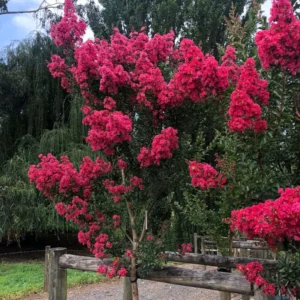 Pink Crape Myrtle Tree Sapling - 8-10 Inches - Stunning Blooms
