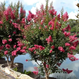 Pink Crape Myrtle Tree Sapling - 8-10 Inches - Stunning Blooms