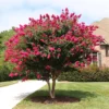 Pink Crape Myrtle Tree Sapling - 8-10 Inches - Stunning Blooms