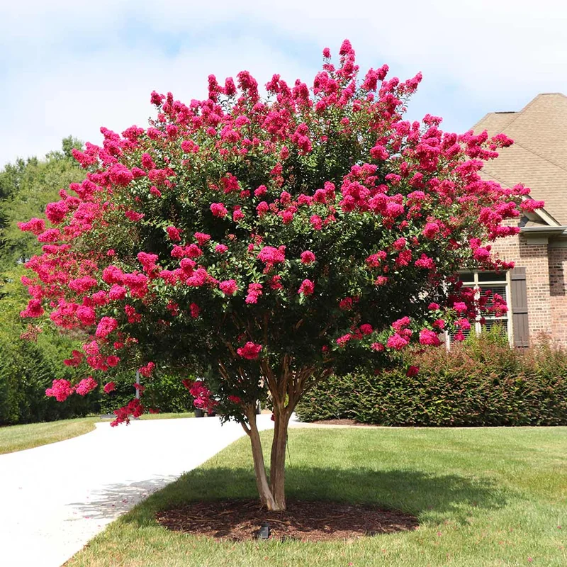 Pink Crape Myrtle Tree Sapling - 8-10 Inches - Stunning Blooms