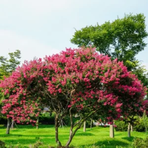 Pink Crape Myrtle Tree Sapling - 8-10 Inches - Stunning Blooms