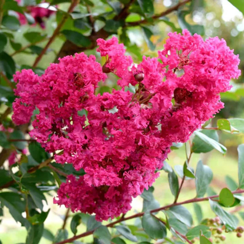 Pink Crape Myrtle Tree 8-10 Inches - Flowering Shrub
