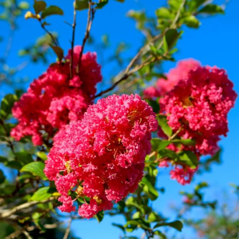 Pink Crape Myrtle Tree 8-10 Inches - Flowering Shrub
