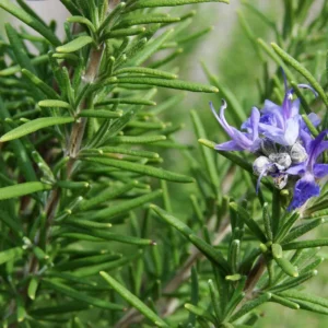 Blue Rosemary Live Plant Set - Fragrant Herb, Hardy, Indoor/Outdoor, 4-8 Inches