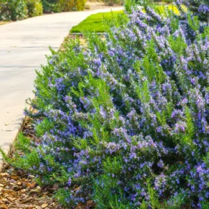 Blue Rosemary Live Plant Set - Fragrant Herb, Hardy, Indoor/Outdoor, 4-8 Inches
