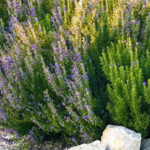 Blue Rosemary Live Plant Set - Fragrant Herb, Hardy, Indoor/Outdoor, 4-8 Inches