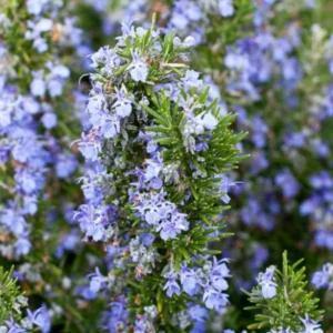 Rosemary Plants Live Edible Herb 5 Inch Tall for Garden Planting