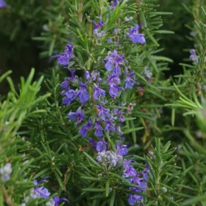 Rosemary Plants Live Edible Herb 5 Inch Tall for Garden Planting