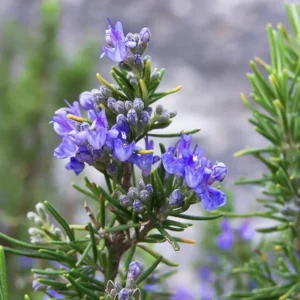 Rosemary Plants Live Edible Herb 5 Inch Tall for Garden Planting