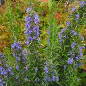 Rosemary Plants Live Edible Herb 5 Inch Tall for Garden Planting