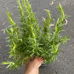 Rosemary Plants Live Edible Herb 5 Inch Tall for Garden Planting