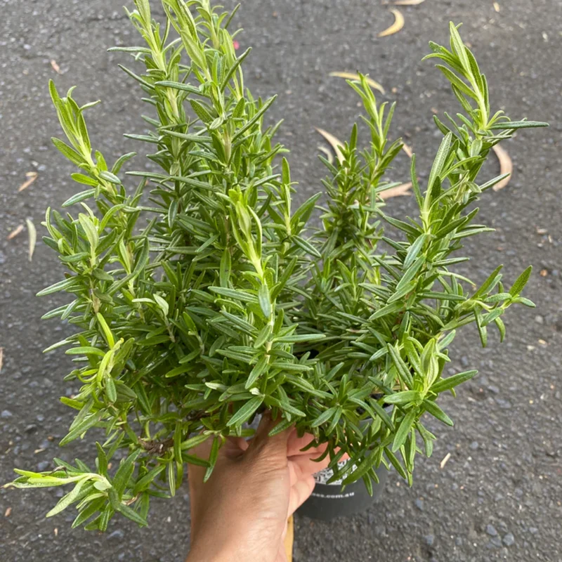Rosemary Plants Live Edible Herb 5 Inch Tall for Garden Planting