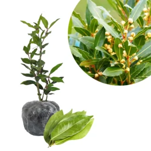 Bay Laurel Plant - Live Fragrant Bay Leaf Tree 4-8 Inch Well Rooted