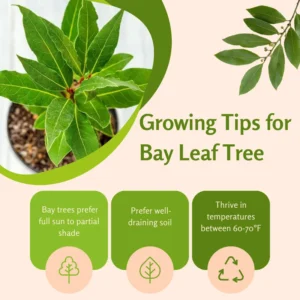 Bay Laurel Plant - Live Fragrant Bay Leaf Tree 4-8 Inch Well Rooted