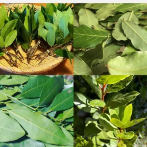 Bay Laurel Plant - Live Fragrant Bay Leaf Tree 4-8 Inch Well Rooted