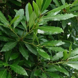 Bay Laurel Plant - Live Fragrant Bay Leaf Tree 4-8 Inch Well Rooted