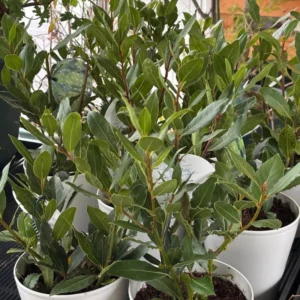 Bay Laurel Plant - Live Fragrant Bay Leaf Tree 4-8 Inch Well Rooted