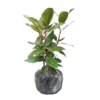 Bay Leaf Tree Live Plant - Sweet Bay Laurel, 5-7 Inch, Outdoor Ready