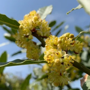 Bay Leaf Tree Live Plant - Sweet Bay Laurel, 5-7 Inch, Outdoor Ready