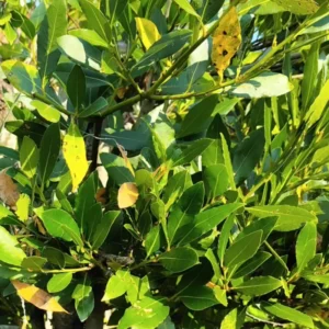 Bay Leaf Tree Live Plant - Sweet Bay Laurel, 5-7 Inch, Outdoor Ready