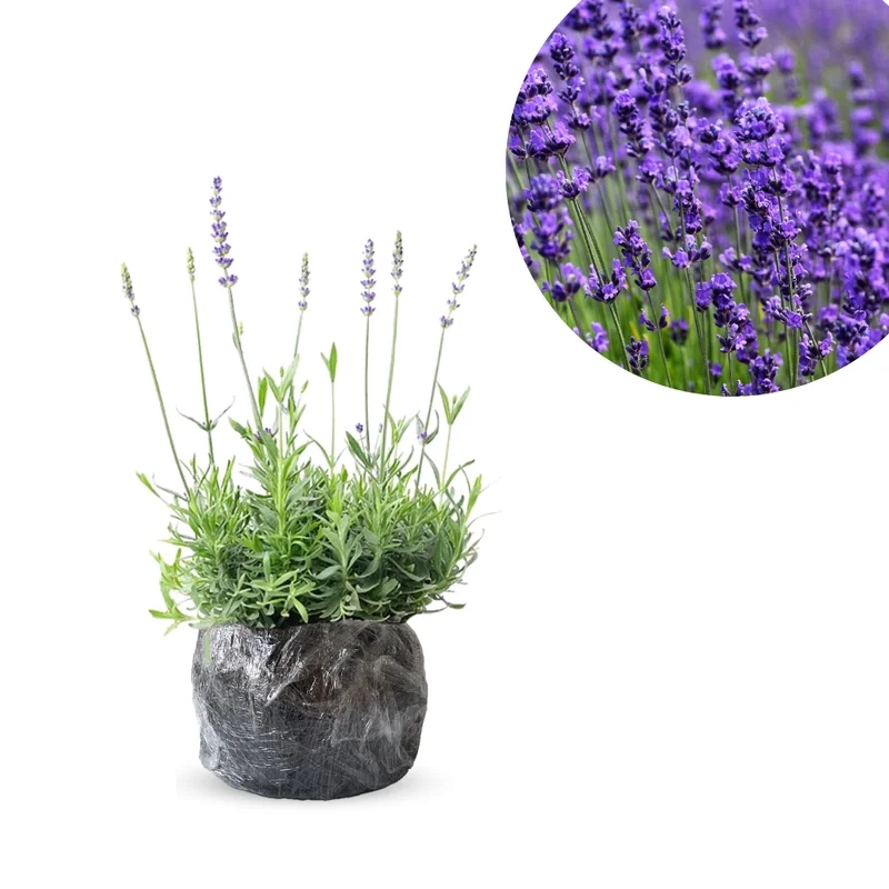Lavender Live Plants Pack - 3 Perennial Purple Flower Shrubs 4-8 Inch Fragrant Herb