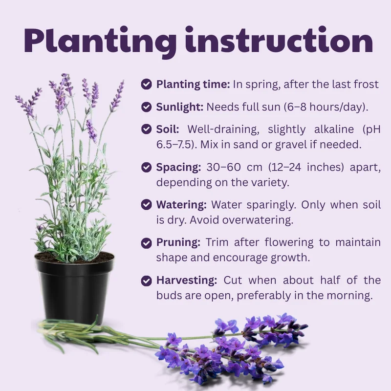 Lavender Live Plants Pack - 3 Perennial Purple Flower Shrubs 4-8 Inch Fragrant Herb