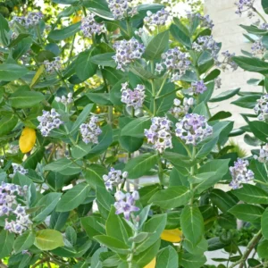 Milkweed Plants Live - Tropical Butterfly Milkweed - 4-8 Inches - Outdoor Growing