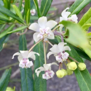 Milkweed Plants Live - Tropical Butterfly Milkweed - 4-8 Inches - Outdoor Growing