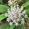 Milkweed Plants Live - Tropical Butterfly Milkweed - 4-8 Inches - Outdoor Growing