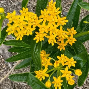 Milkweed Plants Live - Tropical Butterfly Milkweed - 4-8 Inches - Outdoor Growing