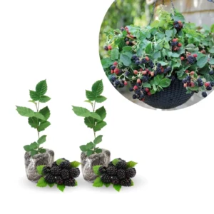 Blackberry Live Plants 2-Pack - Perennial Fruit Tree Bushes 4-8 Inches - Ready to Grow Outdoors