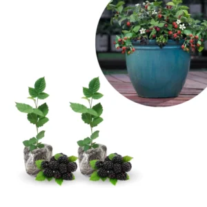 Blackberry Live Plants 2-Pack - Perennial Fruit Tree Bushes 4-8 Inches - Ready to Grow Outdoors