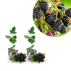 Blackberry Live Plants 2-Pack - Perennial Fruit Tree Bushes 4-8 Inches - Ready to Grow Outdoors