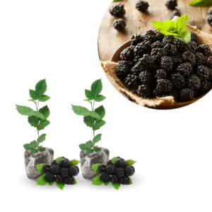 Blackberry Live Plants 2-Pack - Perennial Fruit Tree Bushes 4-8 Inches - Ready to Grow Outdoors