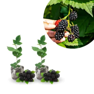 Blackberry Live Plants 2-Pack - Perennial Fruit Tree Bushes 4-8 Inches - Ready to Grow Outdoors