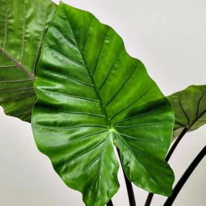 Alocasia Plant 4-8 Inch Tropical Indoor Houseplant Elephant Ear