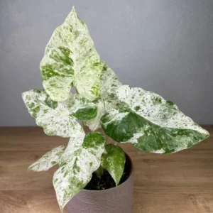 Alocasia Plant 4-8 Inch Tropical Indoor Houseplant Elephant Ear