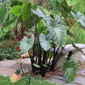 Alocasia Plant Rare Elephant Ear - Tropical Indoor Plant 4-9 Inches