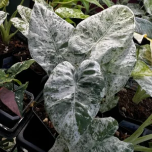 Alocasia Plant Rare Elephant Ear - Tropical Indoor Plant 4-9 Inches
