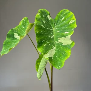 Colocasia Live Plant - Elephant Ear Plant, 4-8'' Tall, Indoor/Outdoor