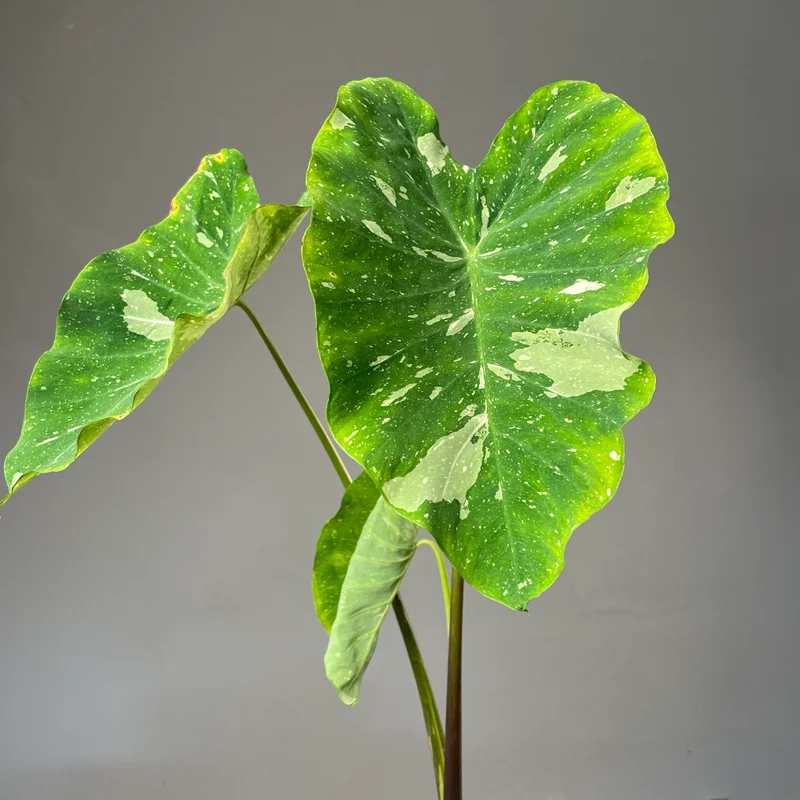 Colocasia Live Plant - Elephant Ear Plant, 4-8'' Tall, Indoor/Outdoor