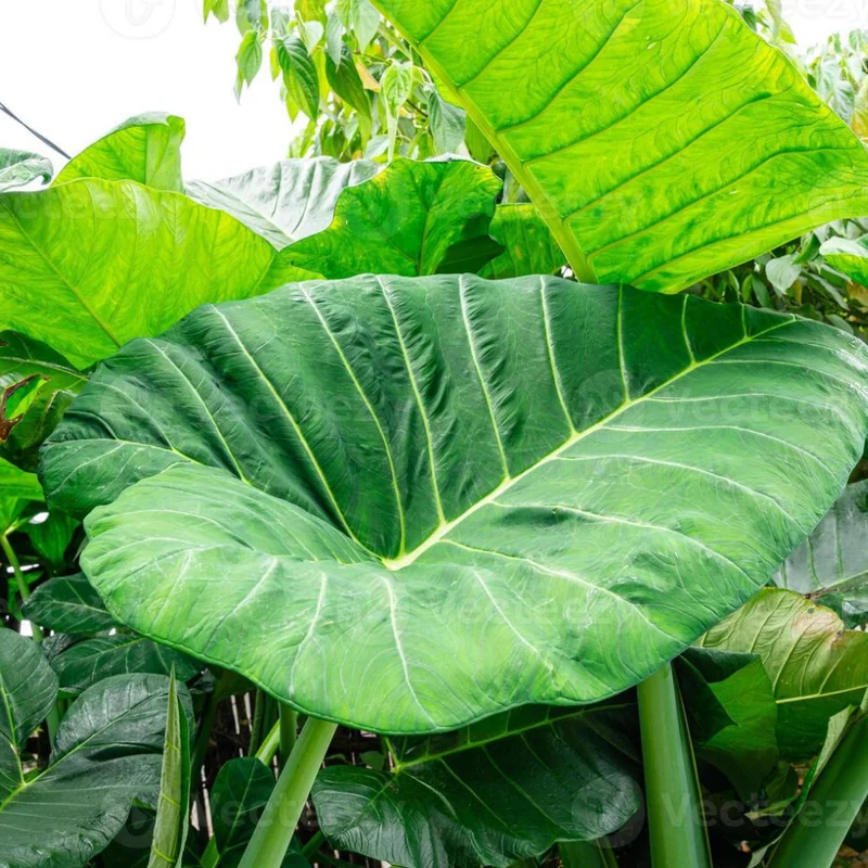 Colocasia Live Plant - Elephant Ear Plant, 4-8'' Tall, Indoor/Outdoor