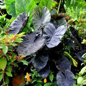 Colocasia Live Plant - Elephant Ear Plant, 4-8'' Tall, Indoor/Outdoor