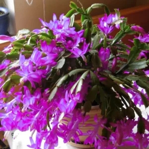 Christmas Cactus Plants 2-Pack Zygocactus Holiday Houseplant Starter Size