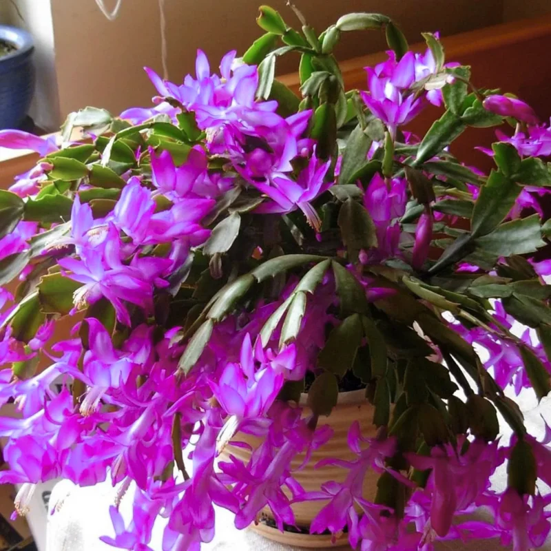 Christmas Cactus Plants 2-Pack Zygocactus Holiday Houseplant Starter Size