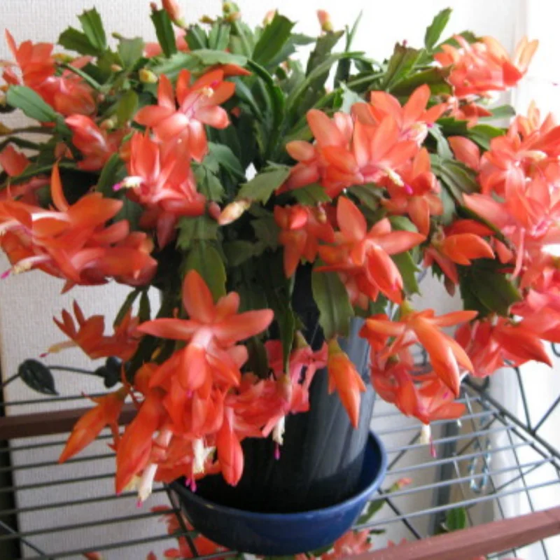 Christmas Cactus Plants 2-Pack Zygocactus Holiday Houseplant Starter Size